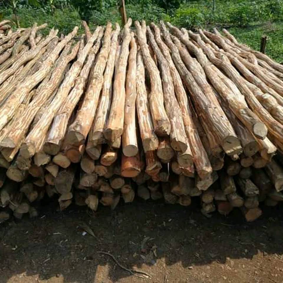 Kayu Dolken Puspa Kayu-Dolken-Puspa