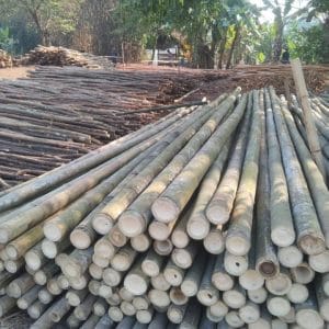 Bambu Steger