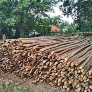 Dolken Lokal Cerucuk
