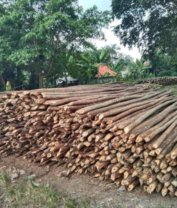 Dolken Lokal Cerucuk
