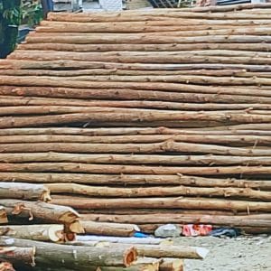 Kayu Dolken 3 kayu-dolken-adalah.jpg