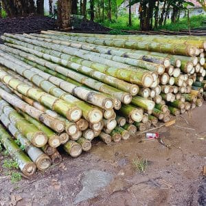 Steger Bambu 3 Harga Bambu per batang