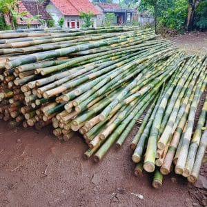 steger-bambu.jpg